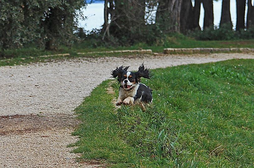 Cavalier Zoomies